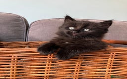 Maine Coon cats for sale: 1/2 Maine Coon kittens - Cardiff - Image 14