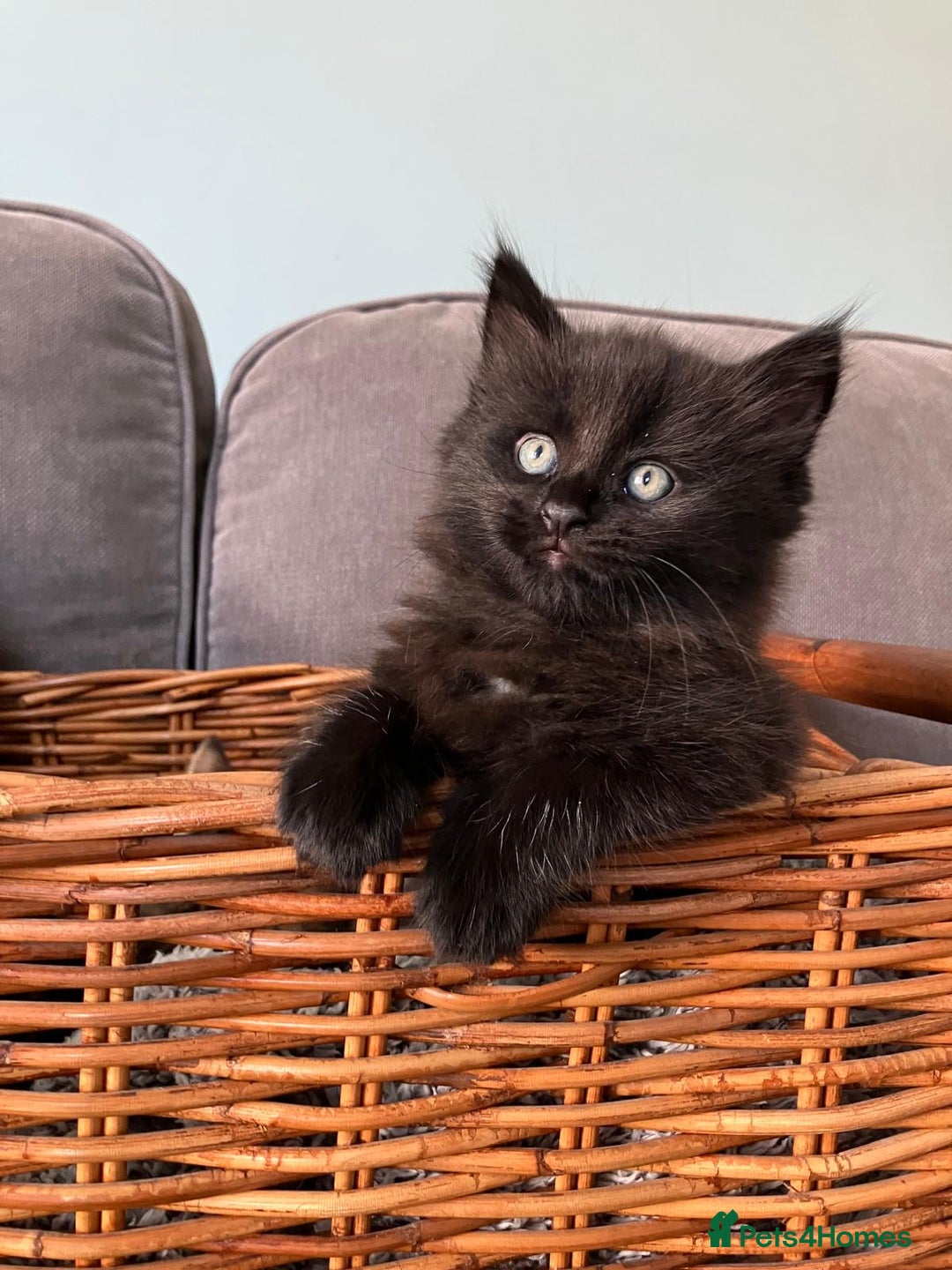 Maine Coon cats for sale: 1/2 Maine Coon kittens - Cardiff - Image 14