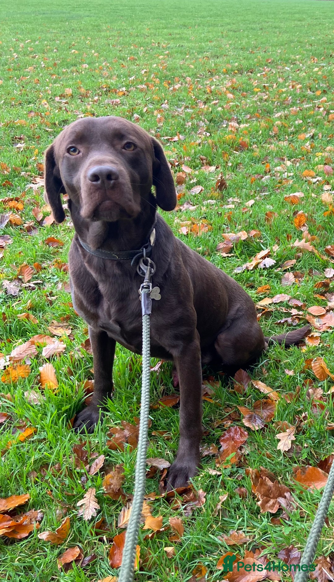 Labrador Retriever dogs for sale: Gorgeous Chocolate Labrador  - Image 1