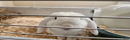 German Lop rabbits for sale: Rescue a Beautiful Rabbit - Advert 4