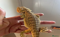 Bearded Dragon reptiles for sale: Baby bearded dragons need loving homes - Image 4