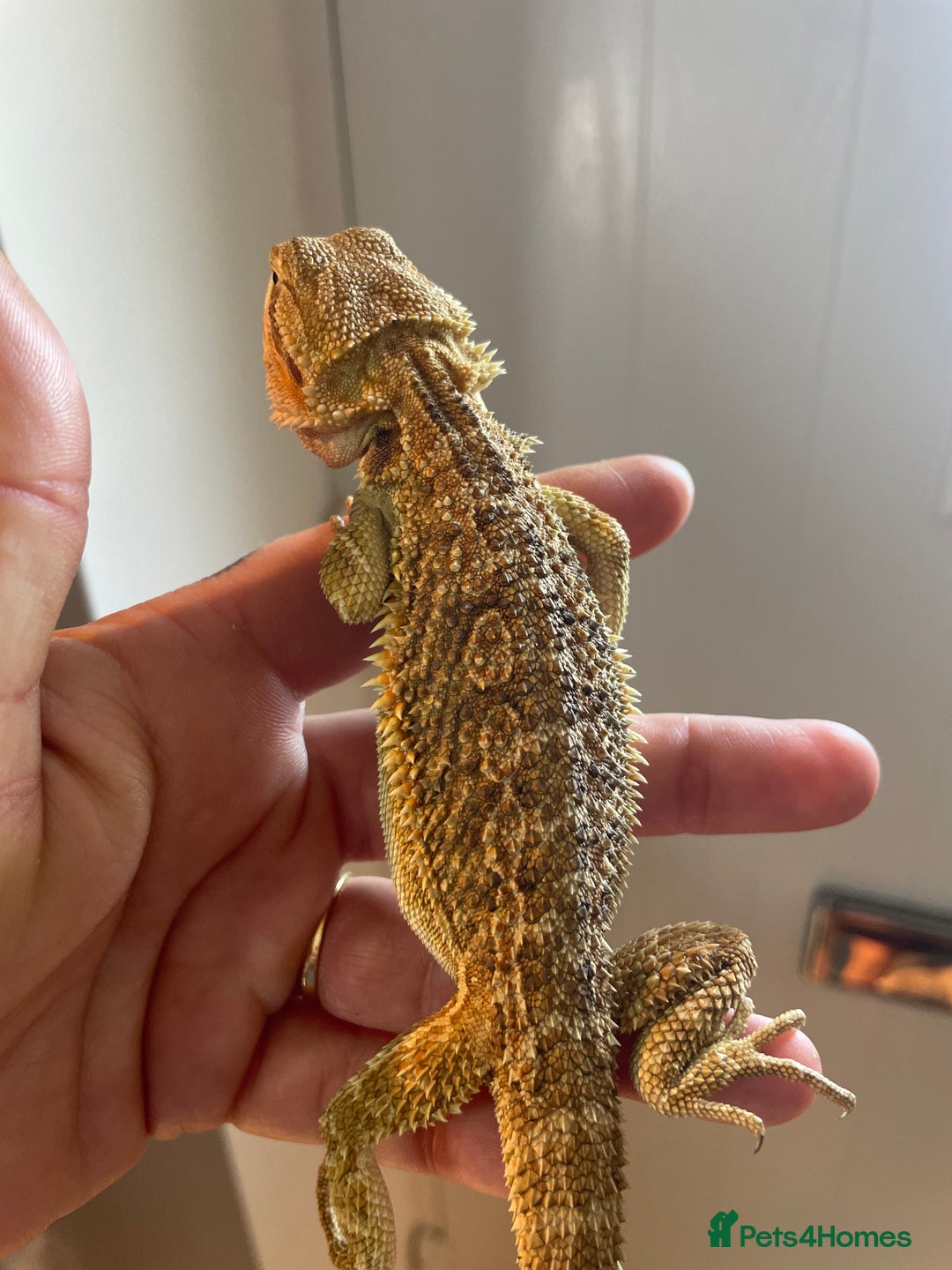 Bearded Dragon reptiles for sale: Baby bearded dragons need loving homes - Image 4
