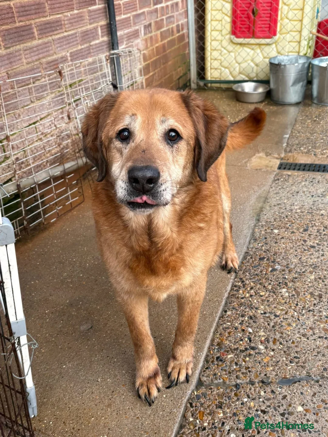 Mixed Breed dogs for adoption: Serghei - Badersfield Norwich  in Norwich - Advert 14