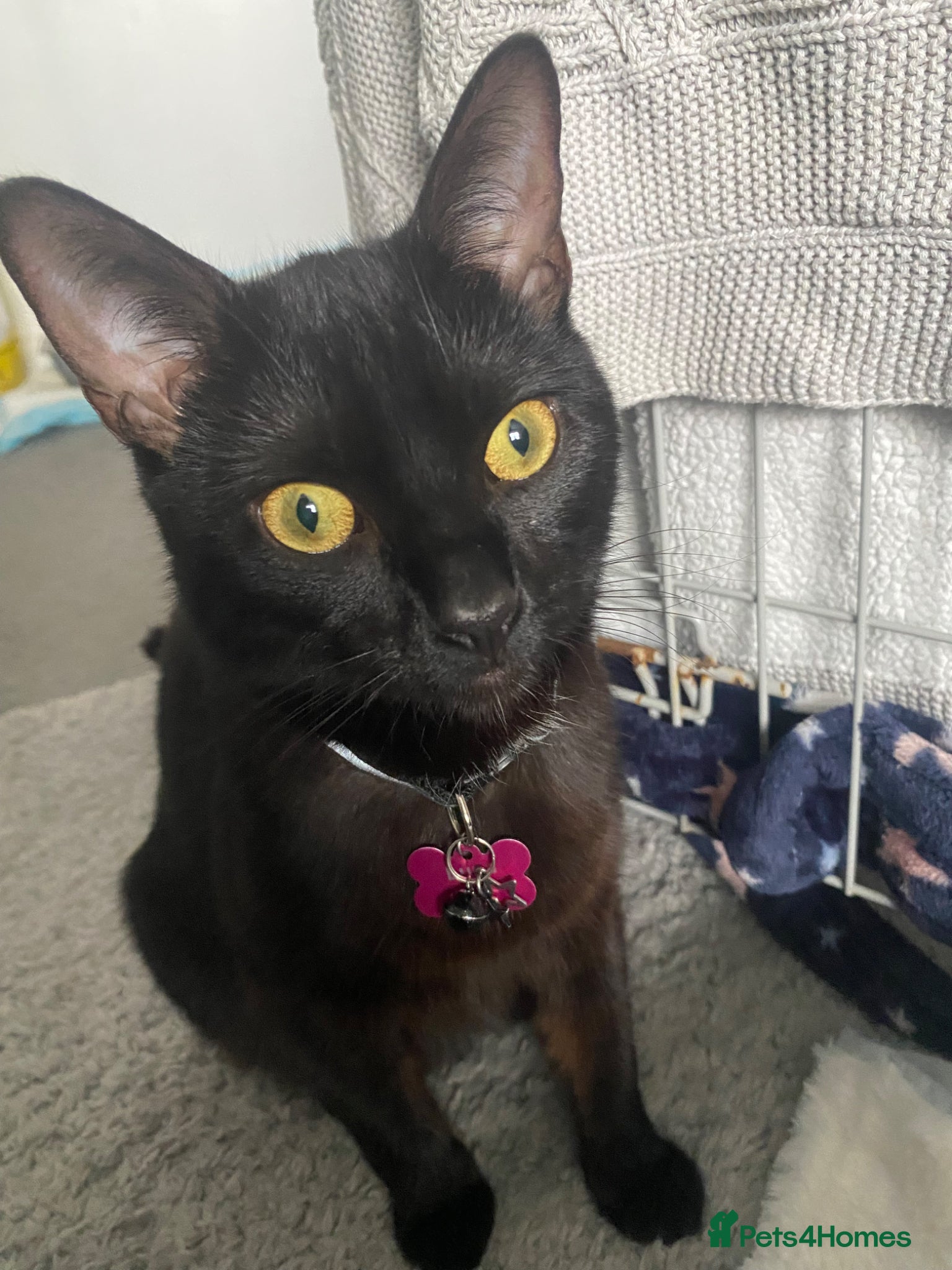 Mixed Breed cats 6 gorgeous Bombay/Tabby kittys - Advert 7