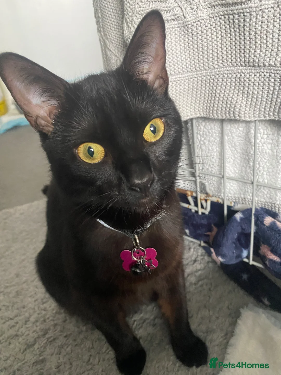 Mixed Breed cats for sale: 6 gorgeous Bombay/Tabby kittys - Advert 1