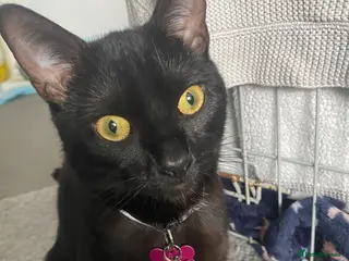 Mixed Breed cats 6 gorgeous Bombay/Tabby kittys - Advert 5