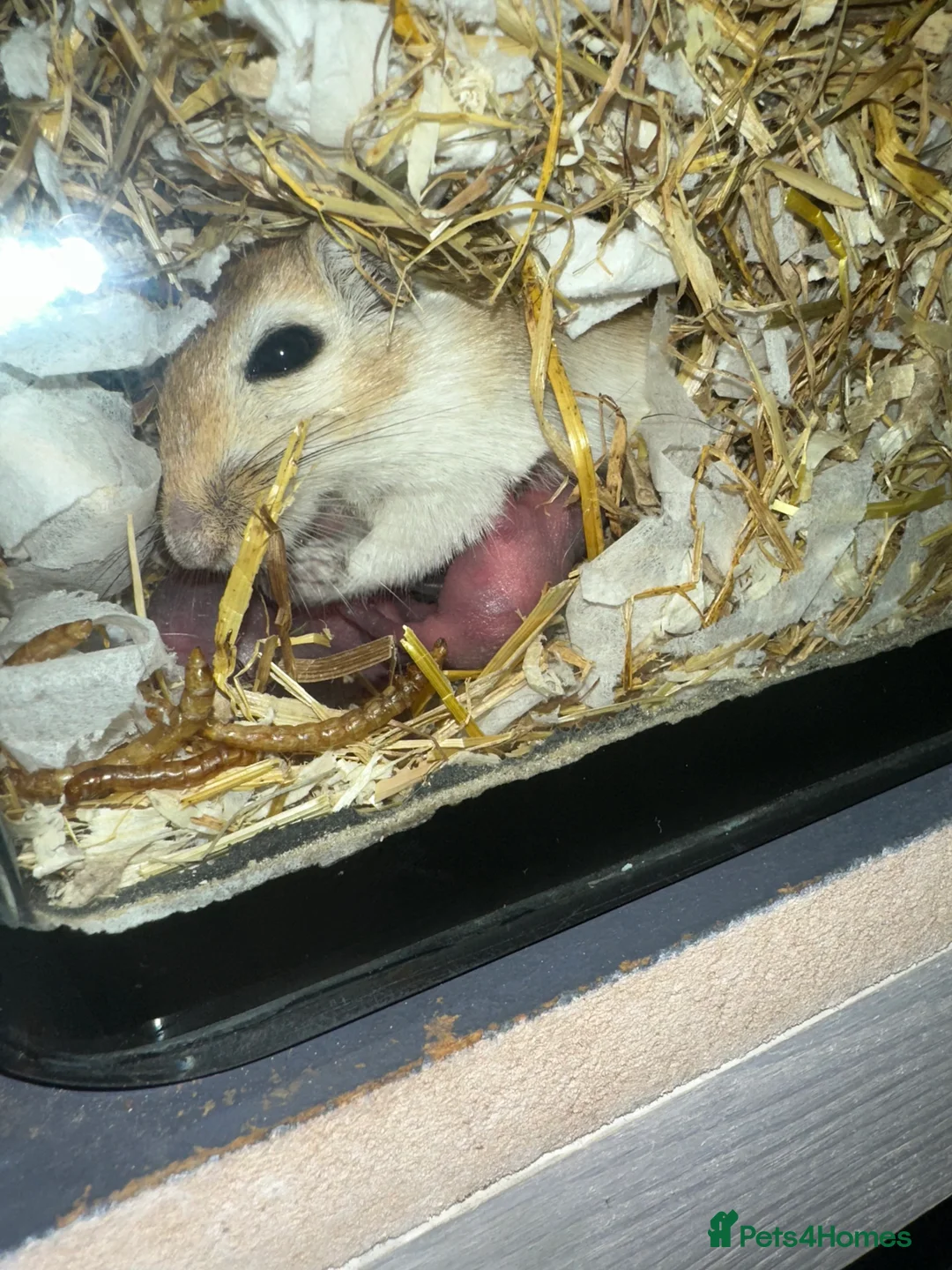 Gerbil rodents for sale: Gerbils in need of a home - Advert 11