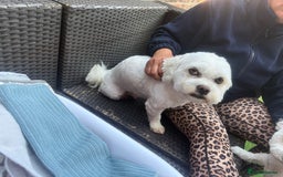 Bichon Frise dogs for sale: Gucci bichon frise - Image 2