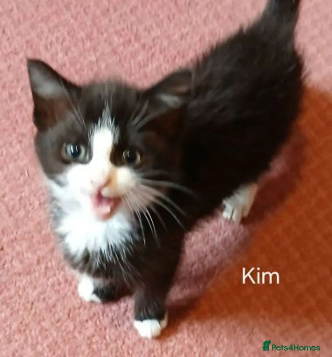 Mixed Breed cats for adoption: KIM AND KITTY - Advert 1