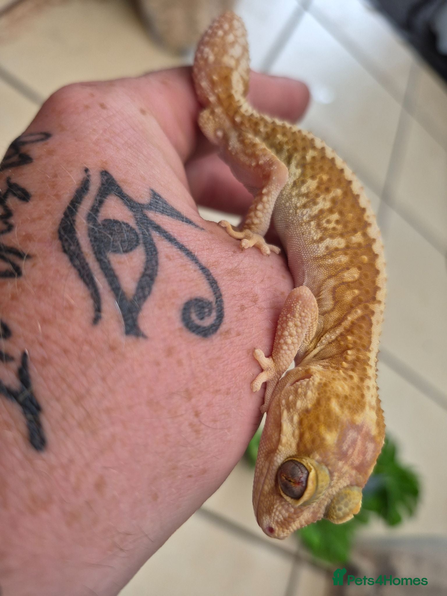 Leopard Gecko reptiles Various leopard geckos - Advert 2