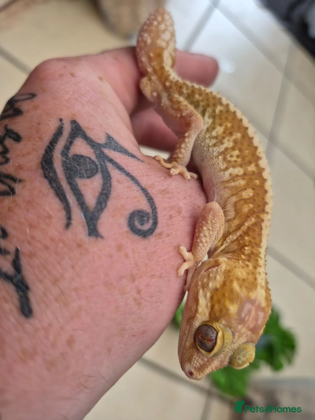 Leopard Gecko reptiles for sale: Various leopard geckos - Advert 2
