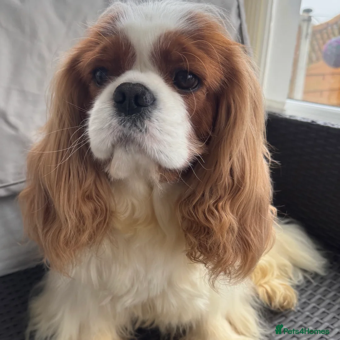 Cavalier King Charles Spaniel dogs for stud: KC Cavalier King Charles for stud - Advert 1