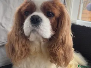 Cavalier King Charles Spaniel dogs KC Cavalier King Charles for stud - Advert 7