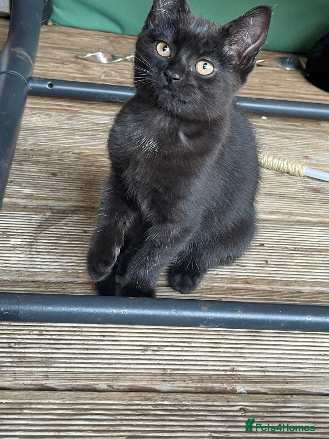 Mixed Breed cats for sale: Ready for forever homes NOW - Image 21