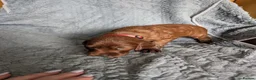 Irish Setter dogs for sale: Irish setter Puppies - Advert 11