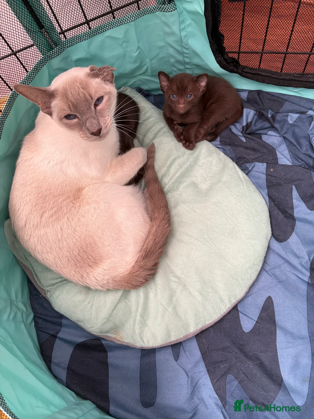 Oriental cats for sale: Chocolate Oriental Kittens  - Advert 6