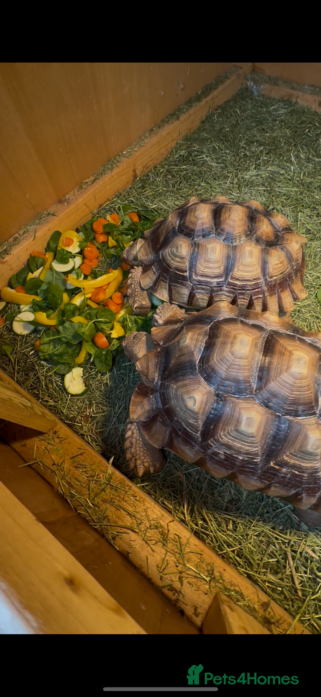 Tortoise reptiles for sale: Giant African Sulcata Pair - Advert 2