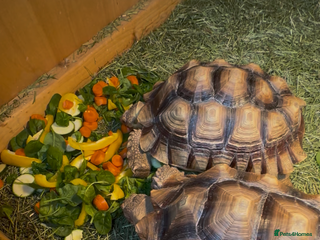 Tortoise reptiles Giant African Sulcata Pair - Advert 1