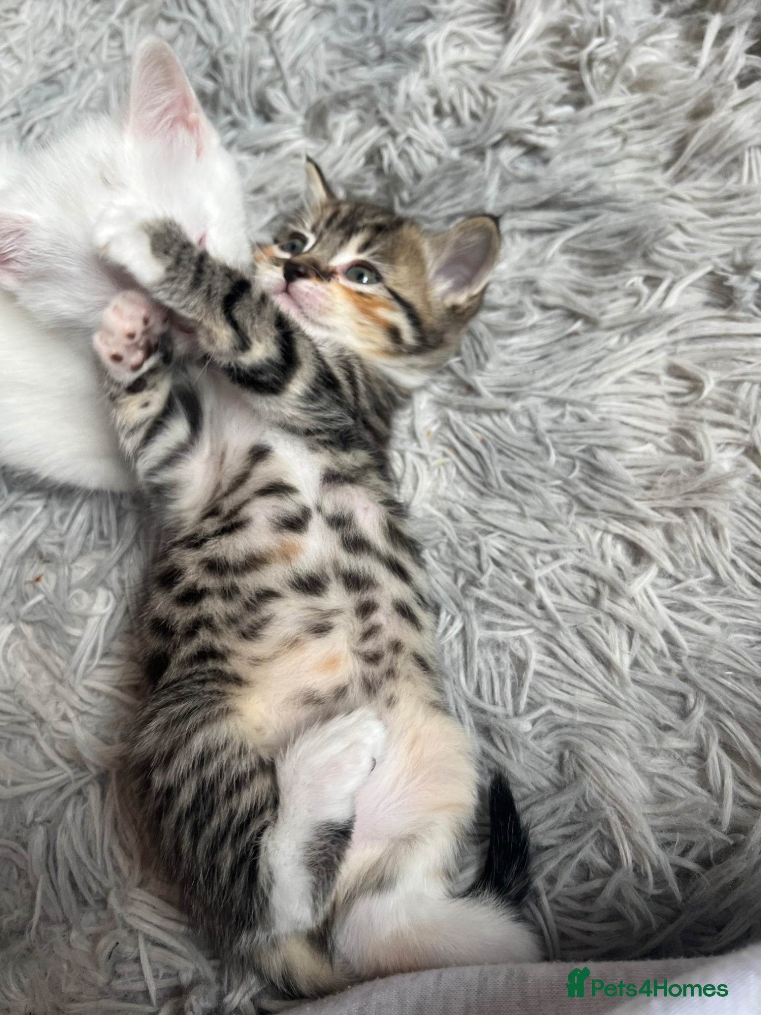 Mixed Breed cats Half Maine coon kittens  - Advert 1