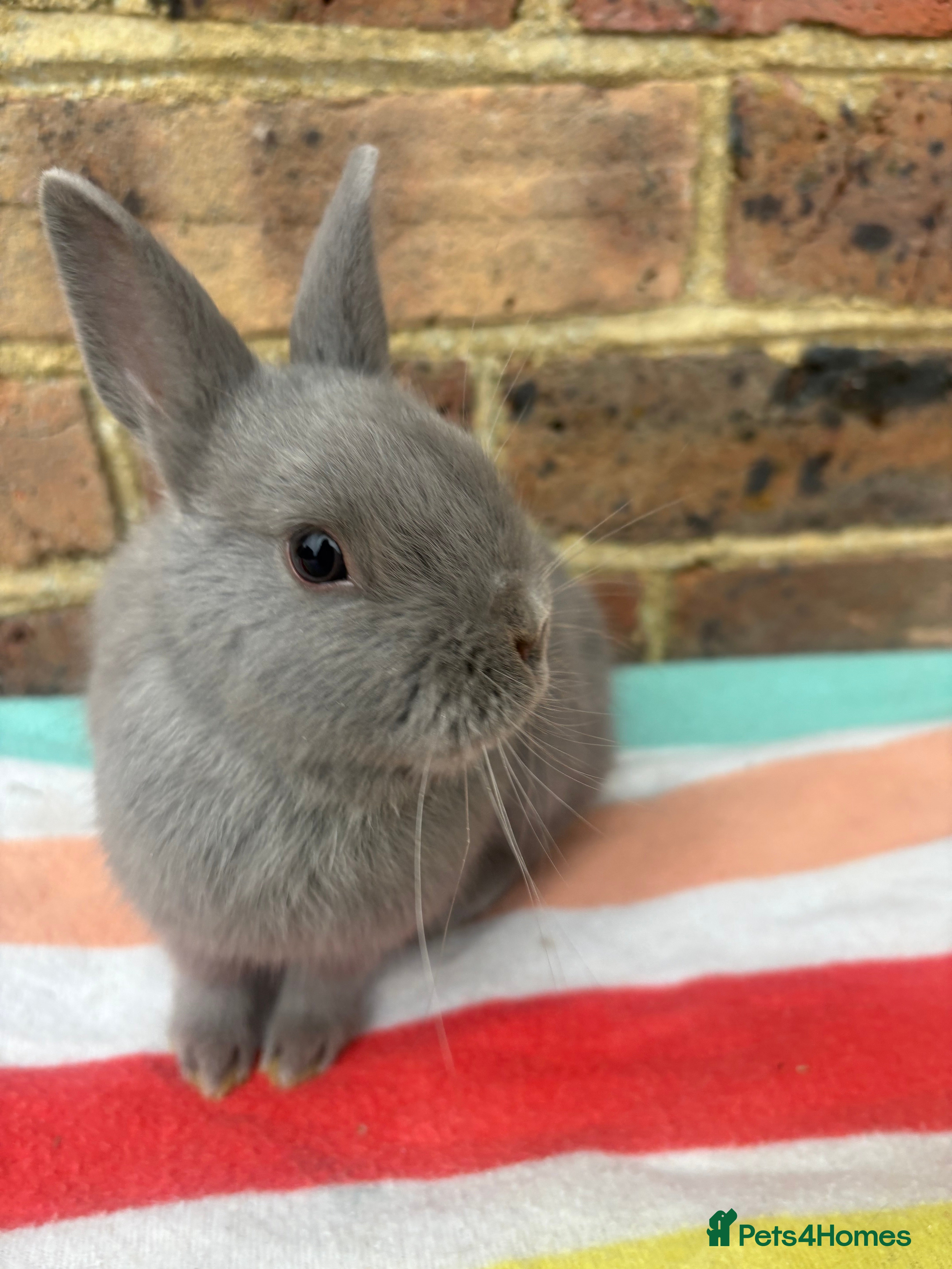 Netherland Dwarf rabbits Blue Male Netherland Dwarf bunny, ready to leave - Advert 4