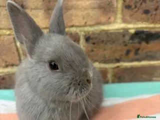 Netherland Dwarf rabbits Blue Male Netherland Dwarf bunny, ready to leave - Advert 1