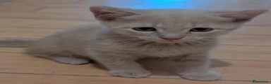 Domestic Shorthair 1