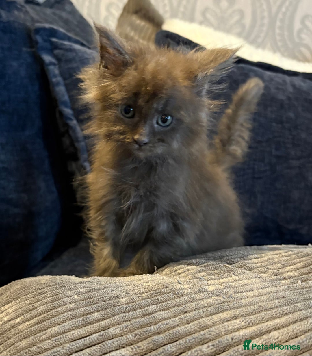 Maine Coon cats for sale: Beautiful maincoon kittens ready now  - Advert 11