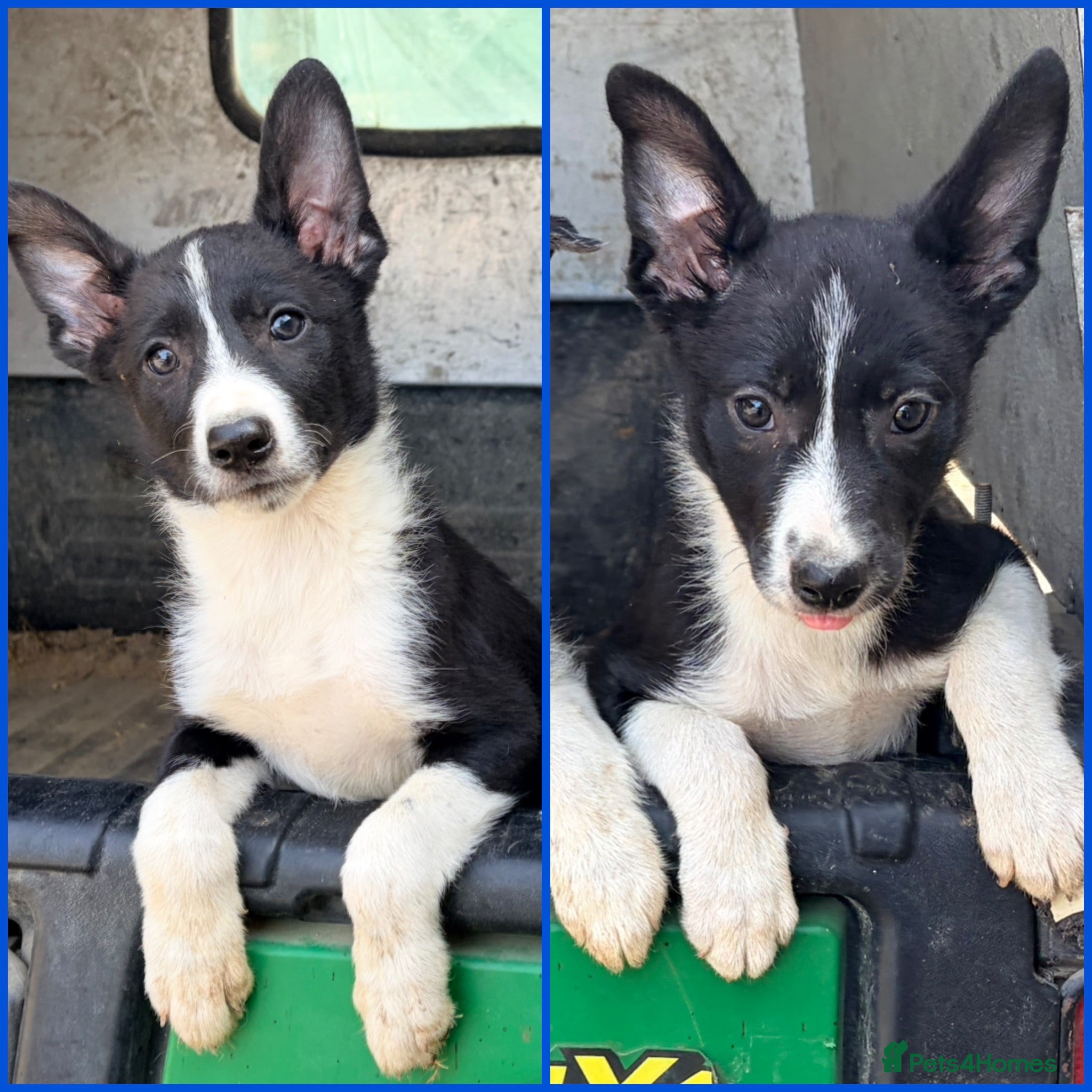 Border Collie dogs Only 2 beautiful border collie pups  - Advert 1