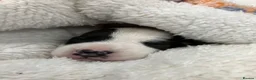 Parson Russell dogs for sale: Parson russell terrier pup LOA,SCA/PLL-Dad kc reg- - Advert 4