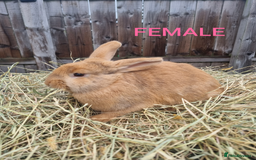 Mixed Breed rabbits for sale: Mini lop cross babies - Advert 6