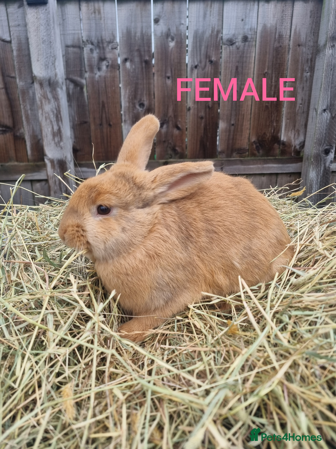 Mixed Breed rabbits for sale: Mini lop cross babies - Advert 6