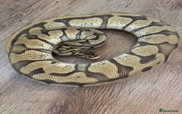 Python Snake reptiles for sale: Royal Pythons Various Prices  - Image 9