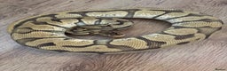 Python Snake reptiles for sale: Royal Pythons Various Prices  - Advert 7