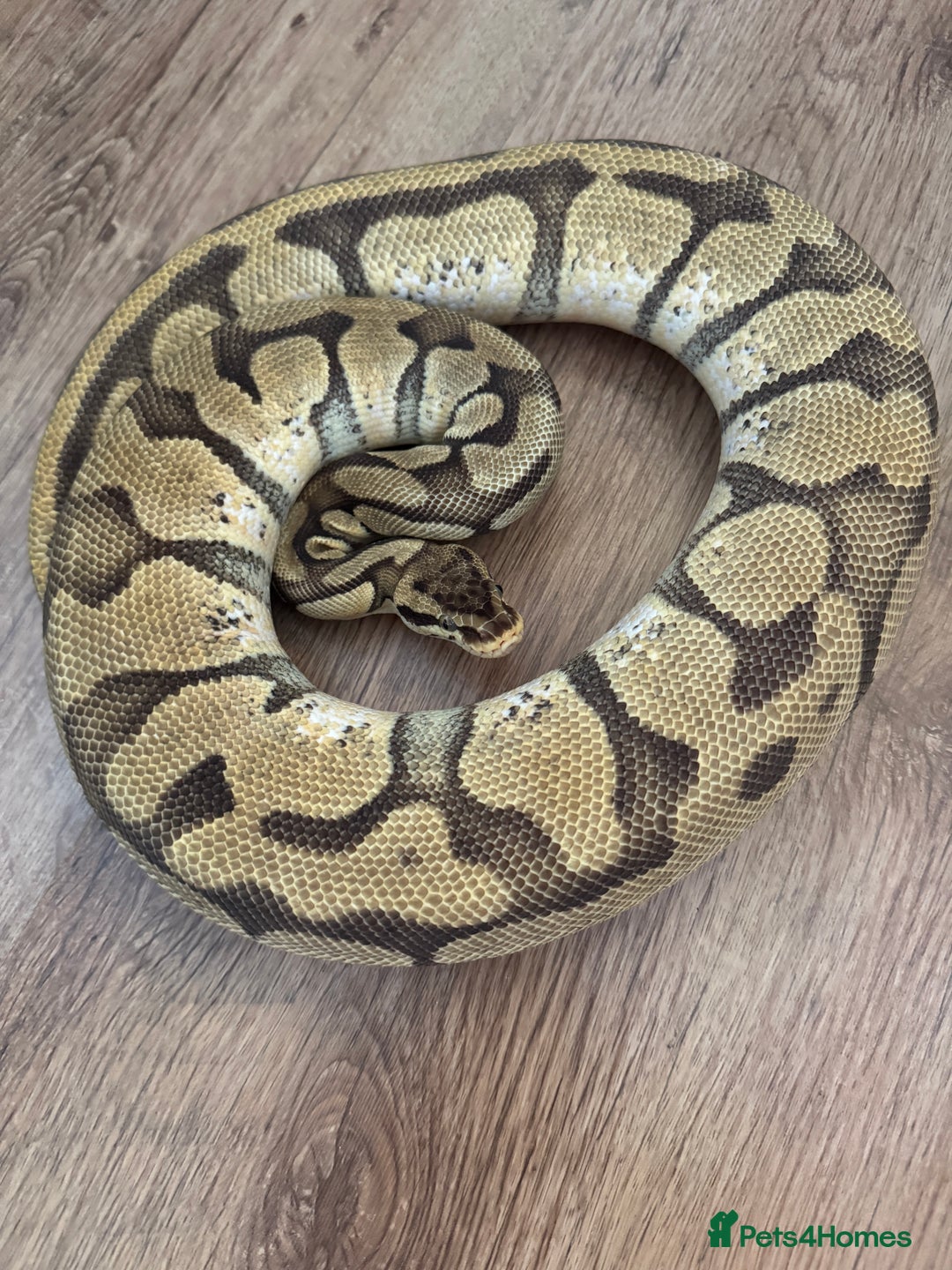 Python Snake reptiles for sale: Royal Pythons Various Prices  - Image 9
