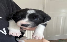 Border Collie dogs for sale: 4 week old Adorable Border Collie Puppies  - Image 9