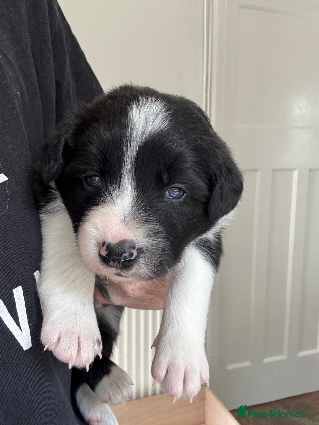 Border Collie dogs for sale: 4 week old Adorable Border Collie Puppies  - Image 9