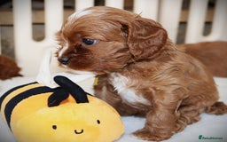 Cavapoo dogs for sale: Rare Miniature F1 Cavapoo Quality Puppies - Image 12