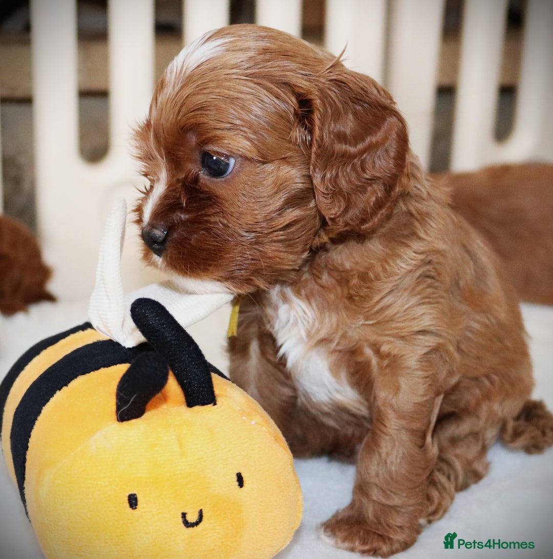 Cavapoo dogs for sale: Rare Miniature F1 Cavapoo Quality Puppies - Image 12