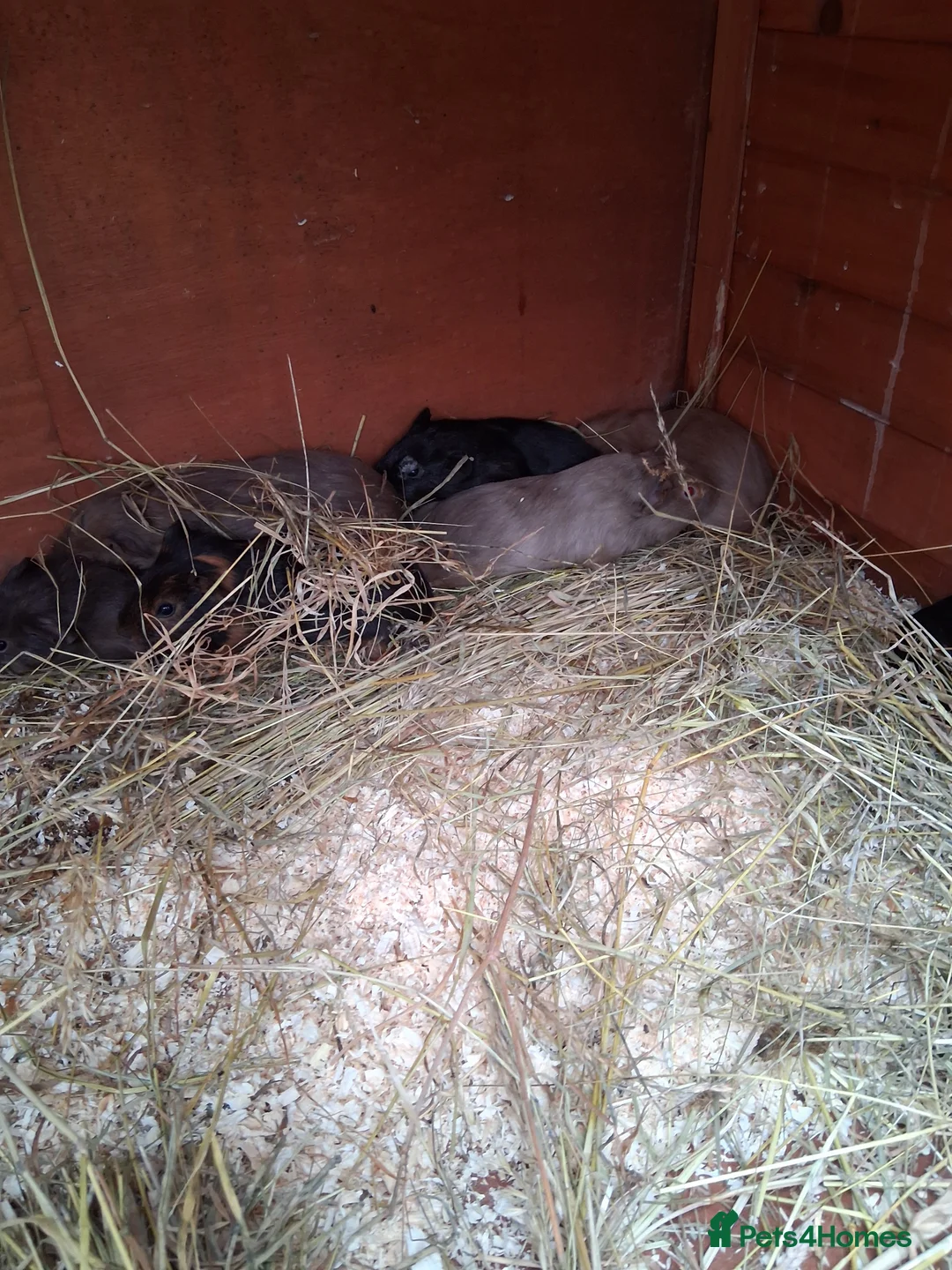 Guinea Pig rodents for sale: 13 baby guinea pigs available  - Advert 2