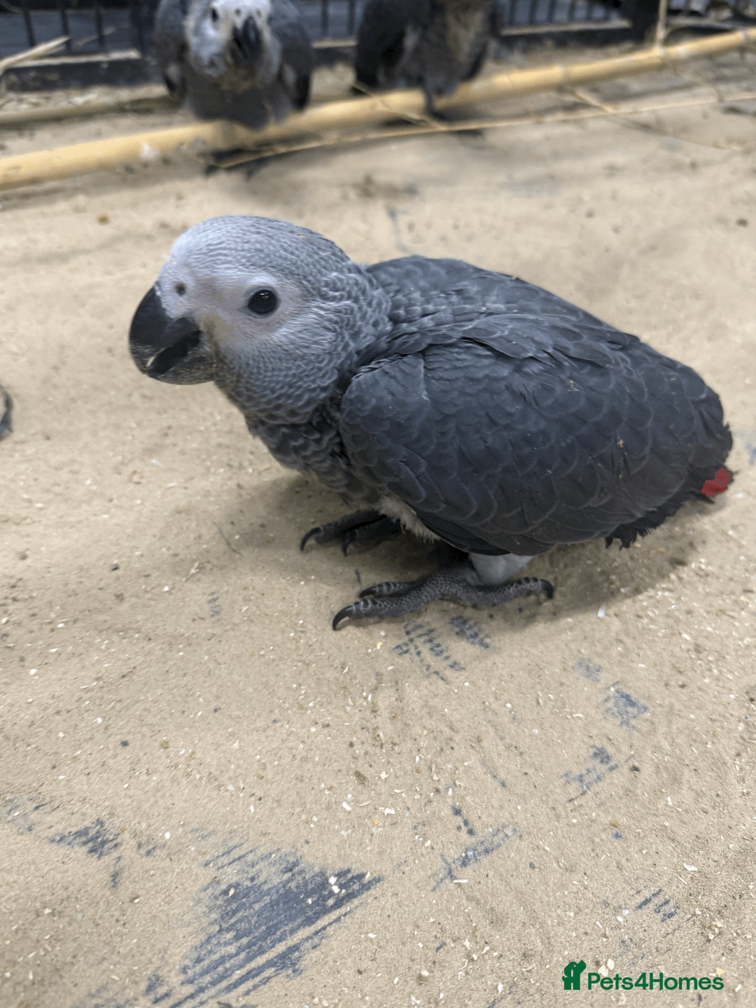 Parrots birds for sale: GORGEOUS HANDREARED TAME BABY GREYS - Advert 2