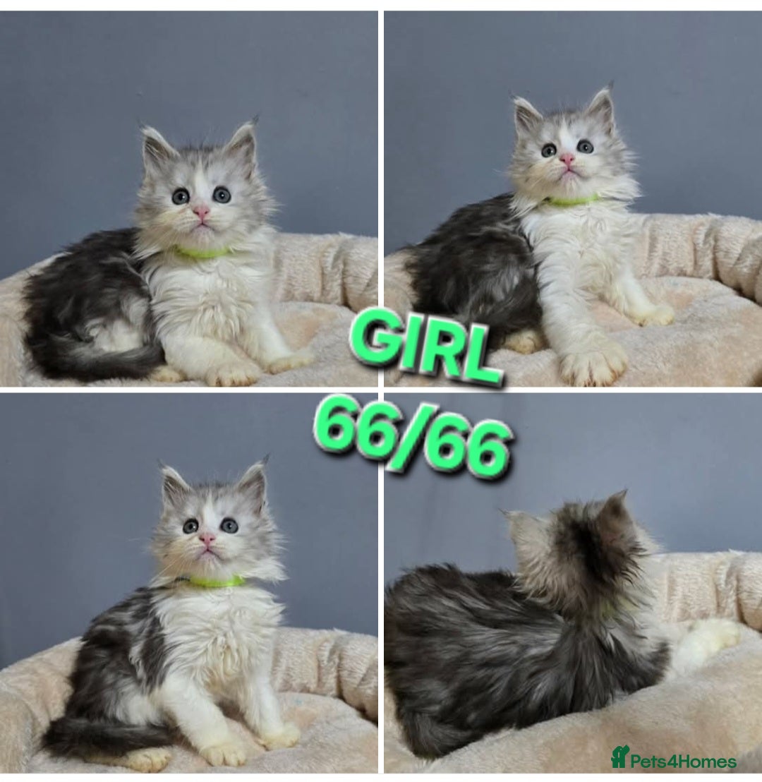 Maine Coon cats for sale: Polydactyl Kittens Maine Coon TICA - Advert 13