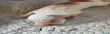Sprocker 5
