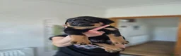 Rottweiler dogs for sale: ROTTWEILER PUPPIES FOR SALE  - Advert 4
