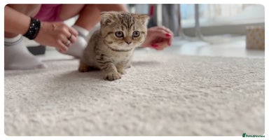 Scottish Fold cats - Advert 7