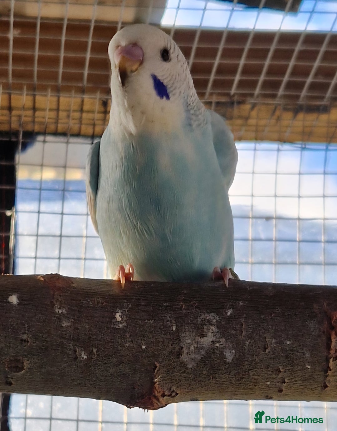 Budgerigars birds for sale: 3 baby budgies avaliable for reserve ready mid jan - Advert 13