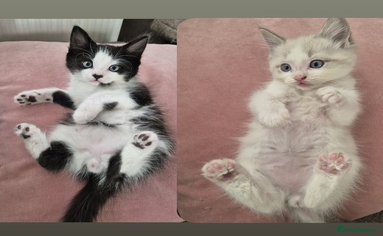 Ragdoll cats - Advert 1