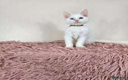 Maine Coon cats for sale: Ready now - TICA MaineCoon Kittens - Image 9