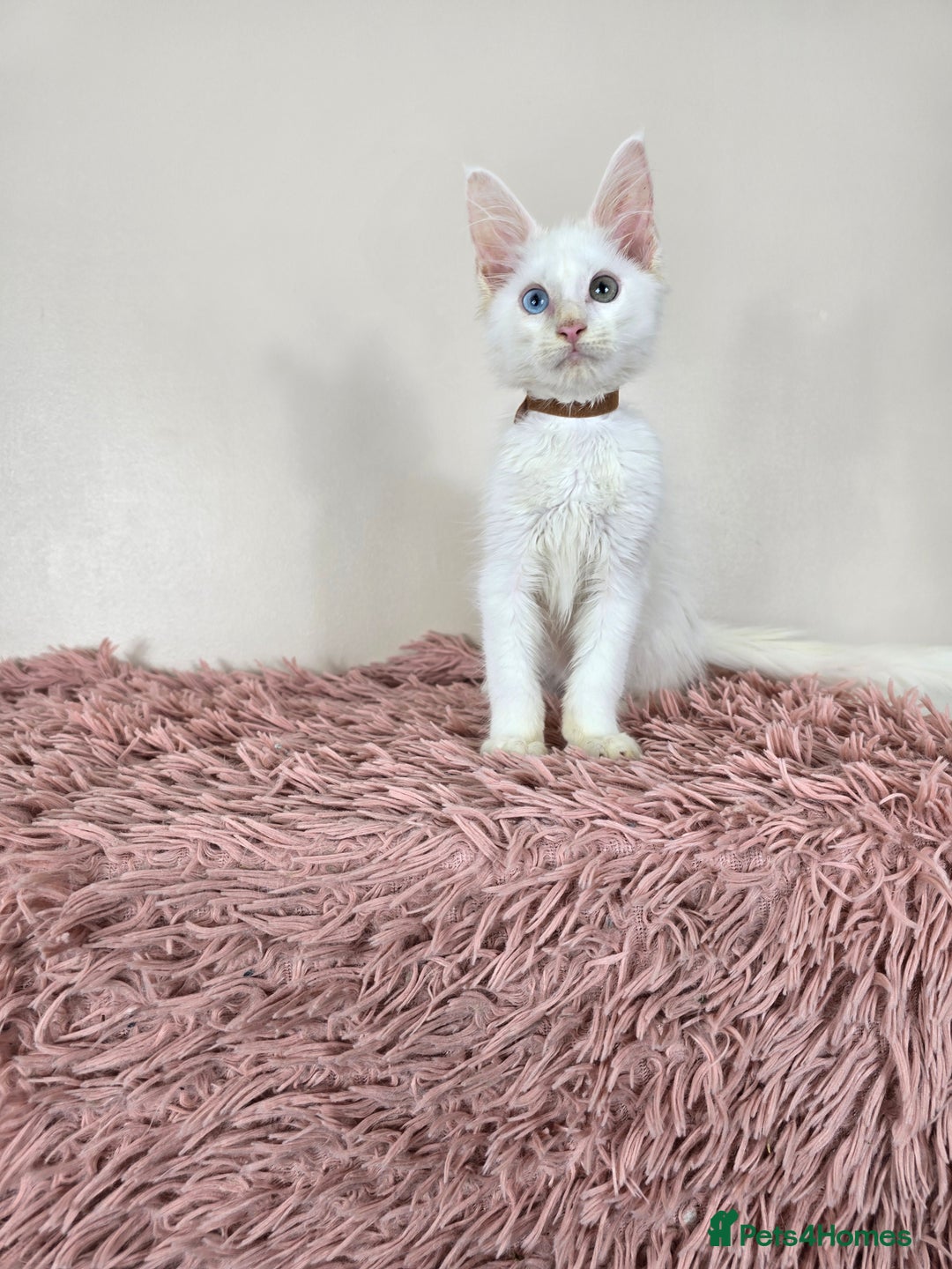 Maine Coon cats for sale: Ready now - TICA MaineCoon Kittens - Image 9