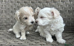 Maltipoo dogs for sale: Champagne and white, extensively health tested - Image 7