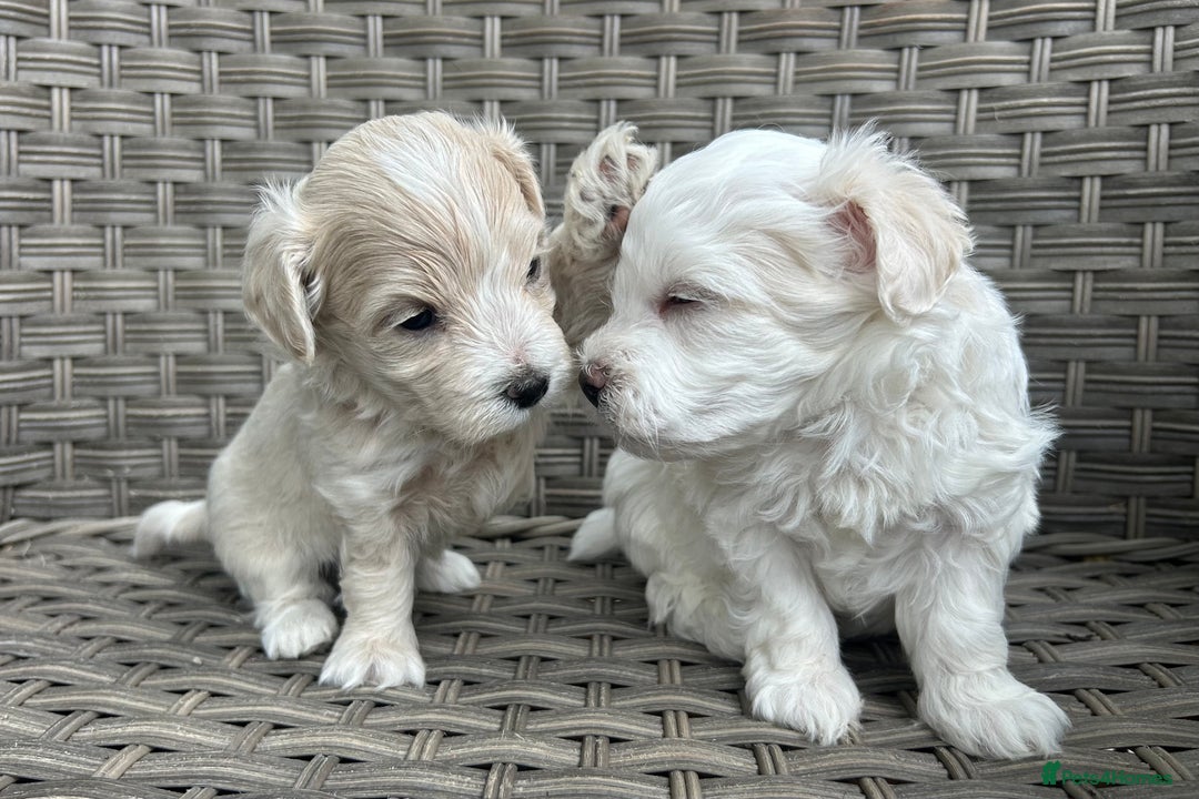 Maltipoo dogs for sale: Champagne and white, extensively health tested - Image 7